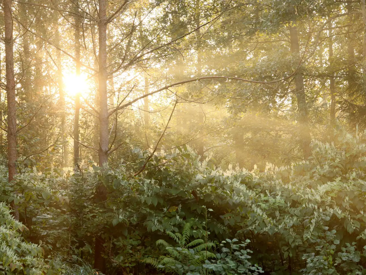 Morning light filtering through a quiet forest