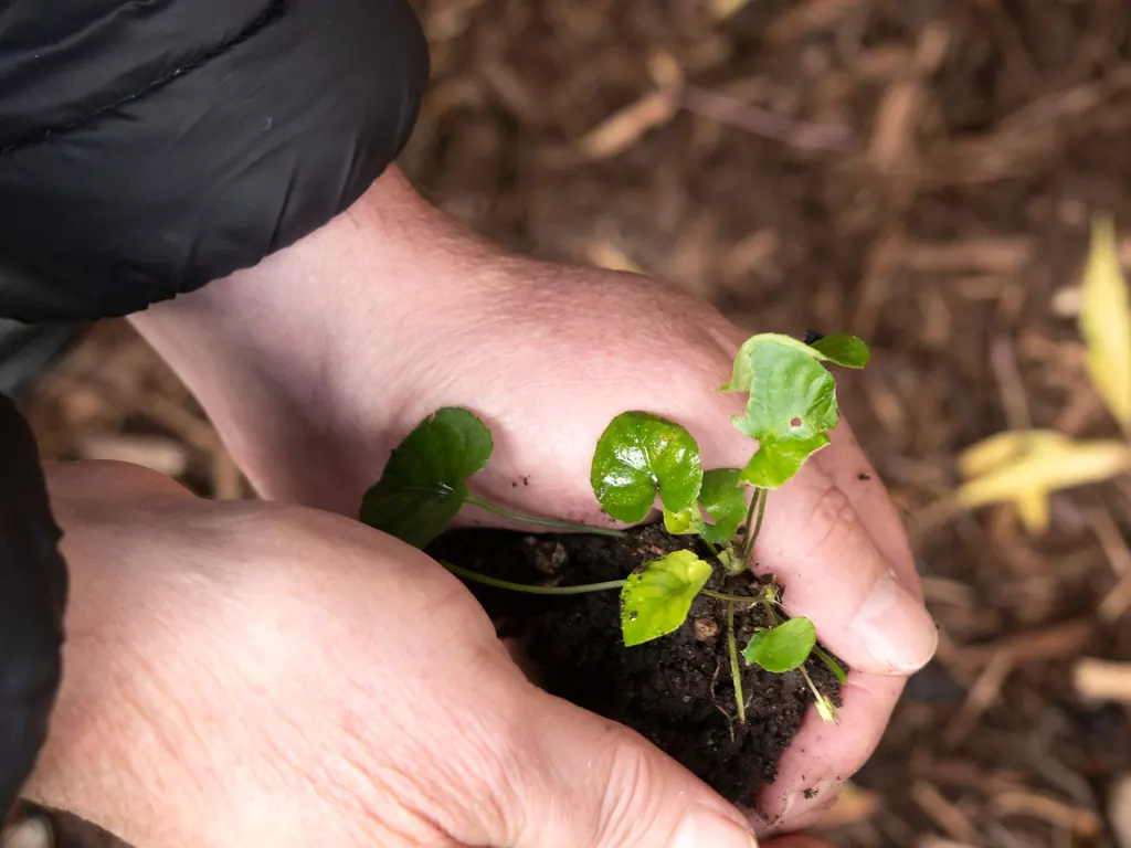 Hands gently cupping soil around a young green plant