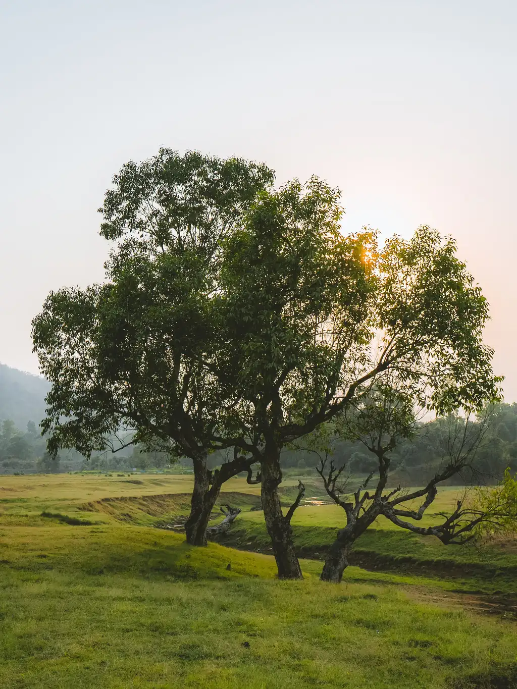 A single leafy tree standing in a green meadow
